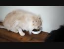 【#445】 投稿再開　【猫万歳】