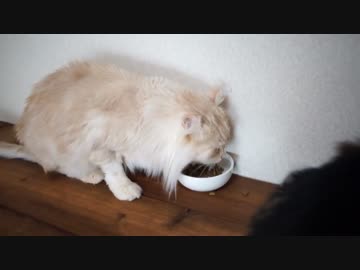 【#445】 投稿再開　【猫万歳】