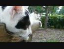 夏の日の親子猫