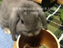 うさぎの雷牙、朝部屋掃除される