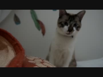 飼い猫が子犬気になる。