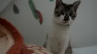 飼い猫が子犬気になる。