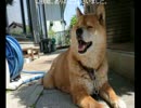 柴犬リュウのお散歩