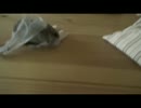 ハムスターとティッシュ