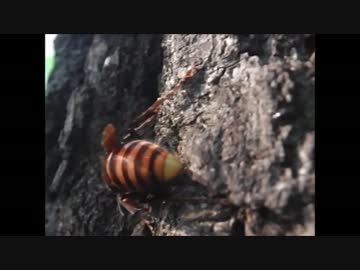 人気の スズメバチ 動画 227本 3 ニコニコ動画