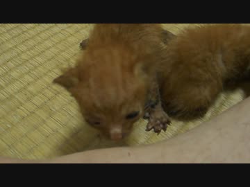 新・ぬこをひろってきました3