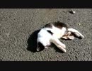 【上野公園】ゴロゴロスリスリにゃんにゃんにゃんこ【猫】