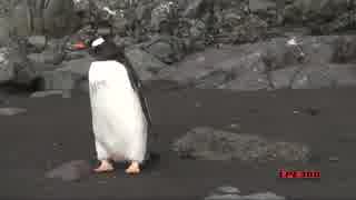 ペンギンが寝ている天敵のアザラシの上を何食わぬ顔で横断する