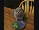 逃げる猫