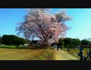 【癒し系】　大坪の一本桜　【自然】　sakura