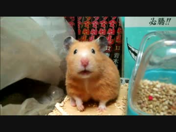 【第77回】 キンクマハムスター「ひま」、ボケ顔もかわいい。