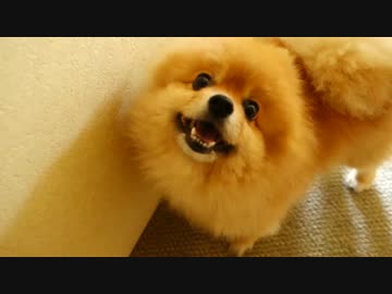 ちゃんと遊んであげないと、たまに怒られます。