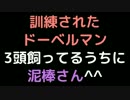 訓練されたドーベルマン3頭飼ってるうちに泥棒さん＾＾【2ch】