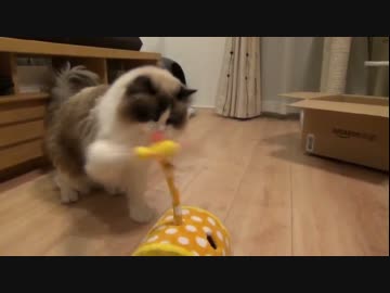 ラグドールのレオ　Vol90 新しいおもちゃに熱中する猫