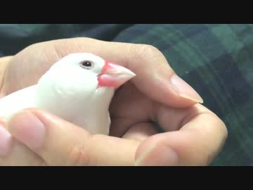 白文鳥ともぞもぞ