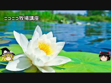 【牧場物語】リアルでもゲームでも牧場part36.5【ゆっくり実況】