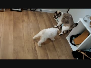 ♯5 みかんちゃん初めてのお兄さん