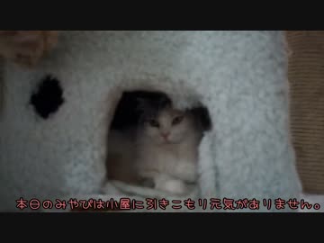 【#447】 みやびと夕立　【猫万歳】