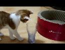 【ねこ】期待を裏切らない結末