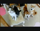 パパになでなでされる柴犬ひかいちと猫ミルキー　