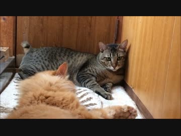 目と目で通じ合えない実家猫(推定17歳)とぼん(1歳)。