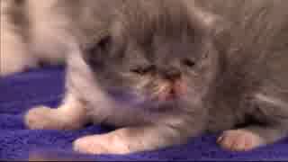 KITTENS　1/2