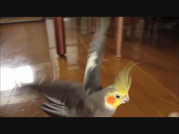 【オカメインコ】チラ見ニコフの作り方