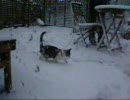 仔猫の時から雪は、好きだった・・・