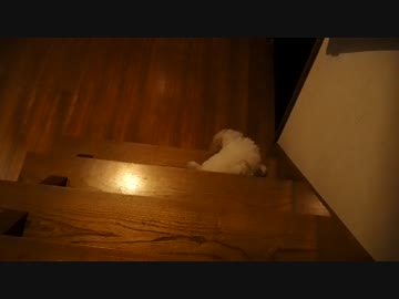♯6 みかんちゃん初めての階段
