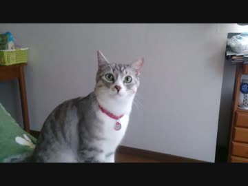 【シロとトラ 】トラが帰ってきた