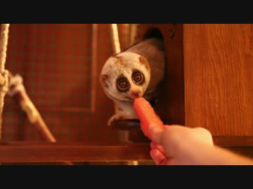 スイカを食べるスローロリス