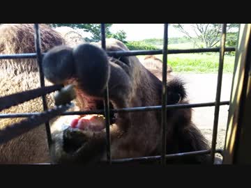 ラクダの上唇がωのようにプルプルしてるだけの動画