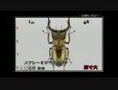 【ぼくのカブト・クワガタ】思い出のゲームを実況プレイ＠part20