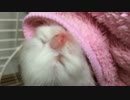 赤ねこ誕生、そして開眼