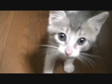 明らかに鳴き方と食べ方がおかしいスカー氏