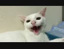 【猫クイズ】突然のシャーッ！温厚な猫が威嚇する理由は何？