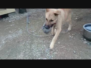 子犬の取ってこい練習1