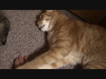 拾いねこ＠生後1159/1126日目　アコさんに2回しゃー言われた(´･ω･`)