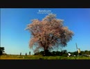 【癒し系】　大坪の一本桜③　sakura  【自然】