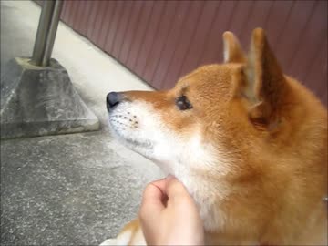 そらちゃんとしんちゃん