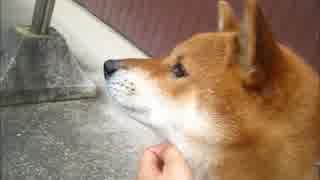 そらちゃんとしんちゃん
