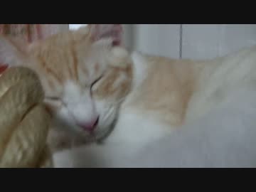 ずっとロビンが寝てるだけ