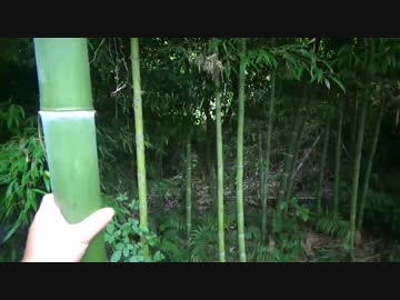 竹取物語　ソロ 流しそうめん