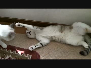 トラがいるので朝から突撃！