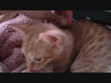 ねこねこがやってきた part１１
