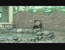 2015年9月5日中継のハイライト 永浜（エイヒン）の近状を飼育員さんにインタビュー。