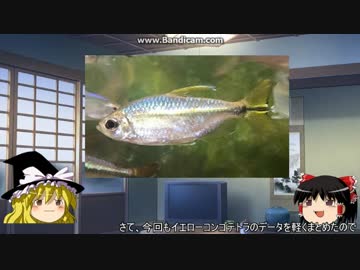 【ゆっくり解説】～ゆっくり熱帯魚紹介～【アフリカンテトラ編第二弾】