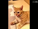 おかると怪談レイディオ 第243､244､245話