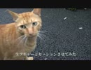 フギャーと鳴く猫に録音してフギャーを聞かせてみフギャァァァ