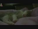 ただただ子猫が寝てるだけ